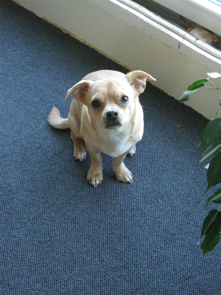 Blanding af racer Peanut   RIP. billede 8