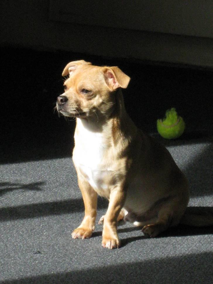 Blanding af racer Peanut   RIP. billede 9