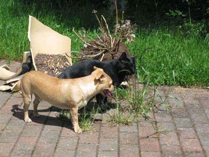 Blanding af racer Peanut   RIP. - alt skal undersøges billede 10