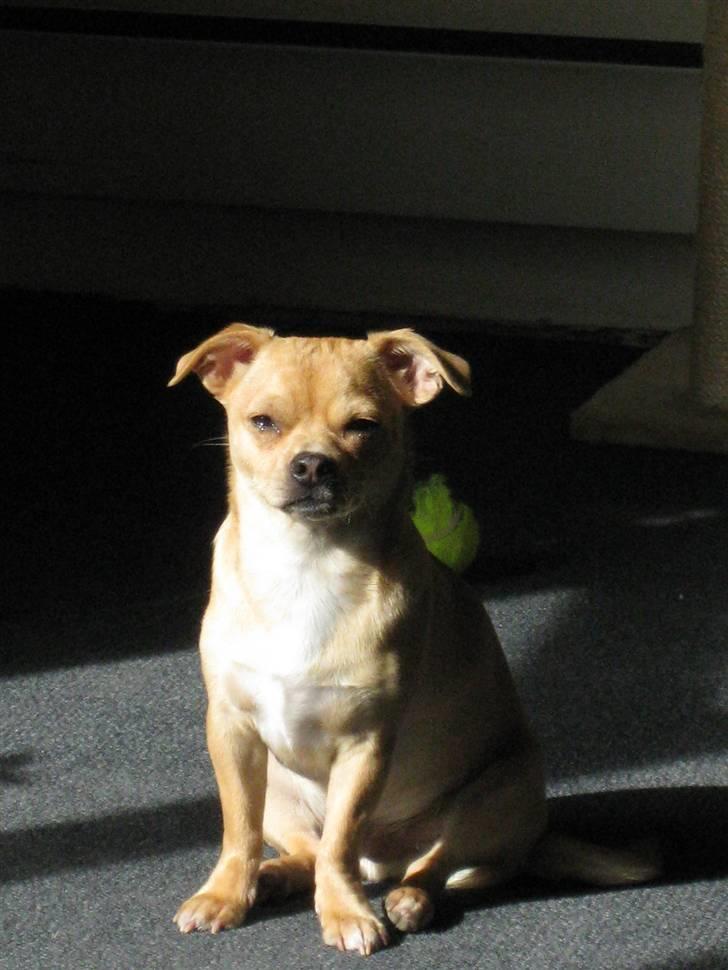 Blanding af racer Peanut   RIP. billede 11