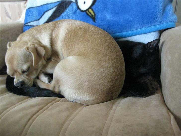 Blanding af racer Peanut   RIP. billede 12