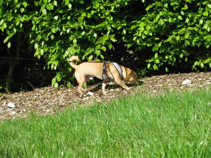 Blanding af racer Peanut   RIP. billede 13