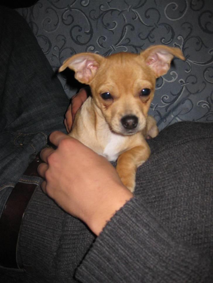 Blanding af racer Peanut   RIP. billede 14