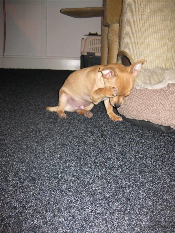 Blanding af racer Peanut   RIP. - nu gider jeg ikke du tager flere billeder mor jeg er træt billede 15