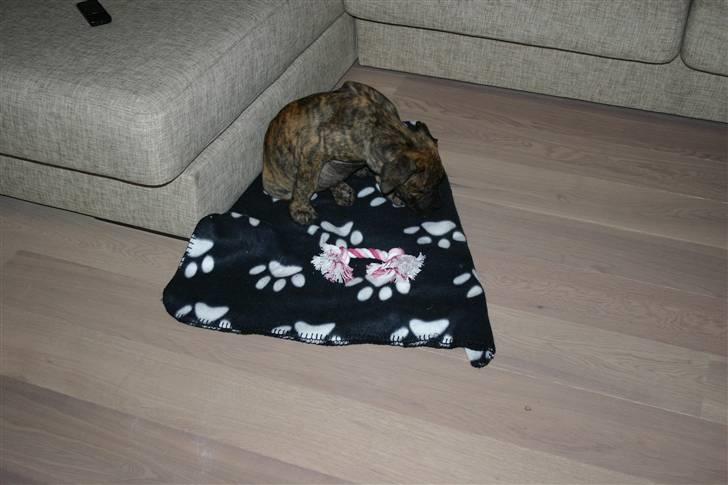 Dogo canario R.I.P <3 Freja <3  billede 9