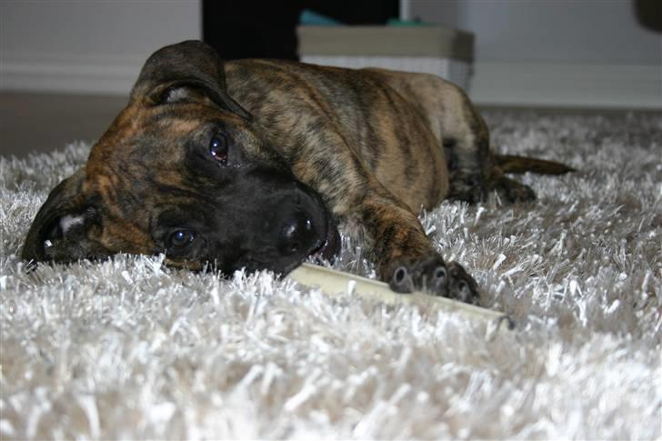 Dogo canario R.I.P <3 Freja <3  billede 10