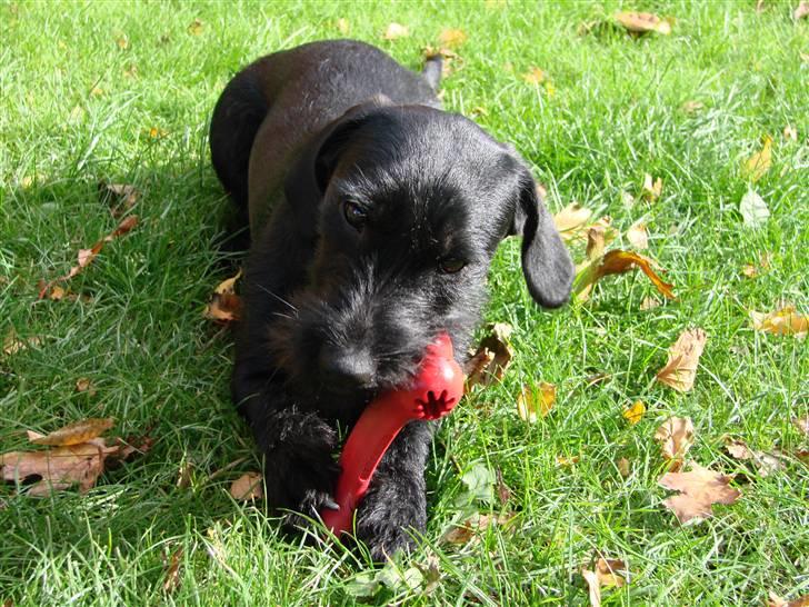 Blanding af racer  ægte gravlab Maja :0) billede 1