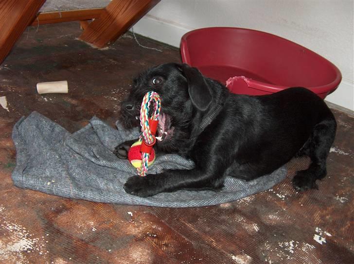 Blanding af racer  ægte gravlab Maja :0) billede 2