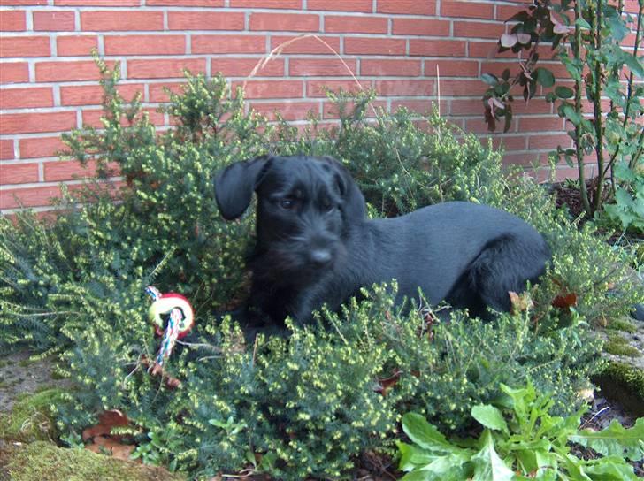 Blanding af racer  ægte gravlab Maja :0) billede 3