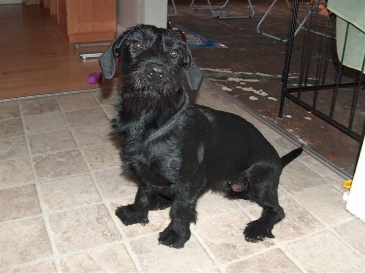 Blanding af racer  ægte gravlab Maja :0) billede 4