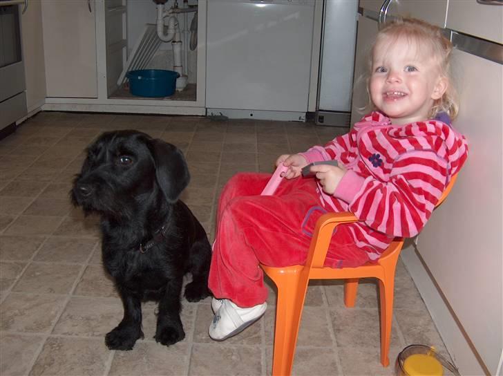 Blanding af racer  ægte gravlab Maja :0) billede 5