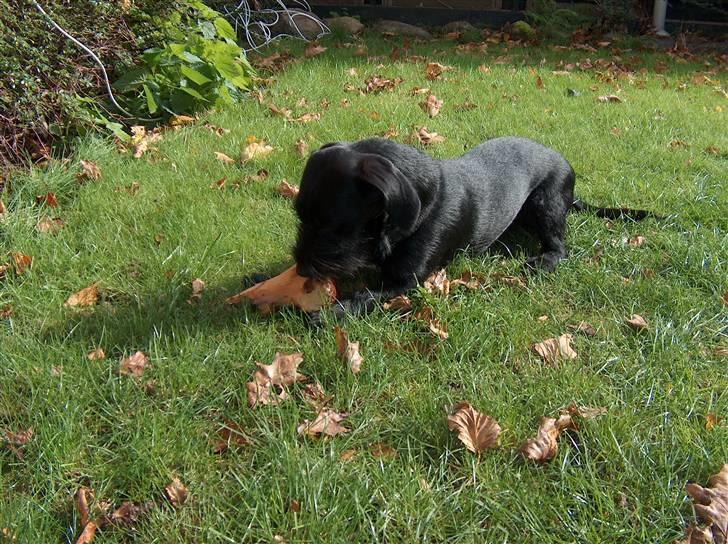 Blanding af racer  ægte gravlab Maja :0) billede 6