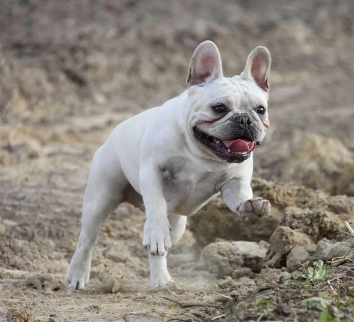 Fransk bulldog Dixie Baby DVDB billede 15