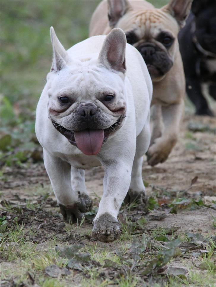 Fransk bulldog Dixie Baby DVDB billede 16