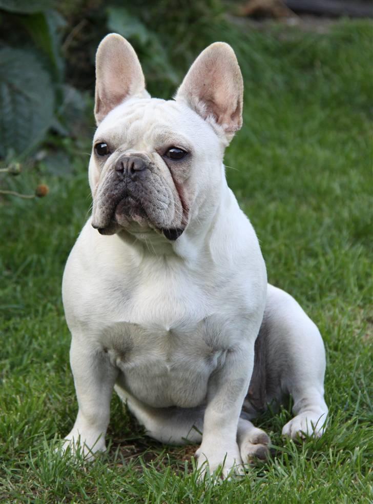 Fransk bulldog Dixie Baby DVDB billede 17