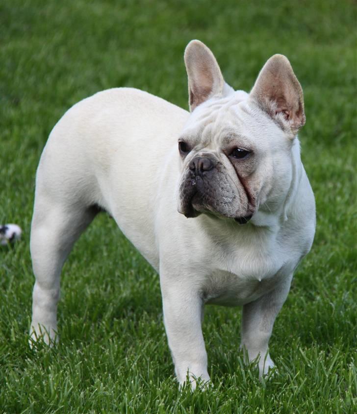 Fransk bulldog Dixie Baby DVDB billede 18