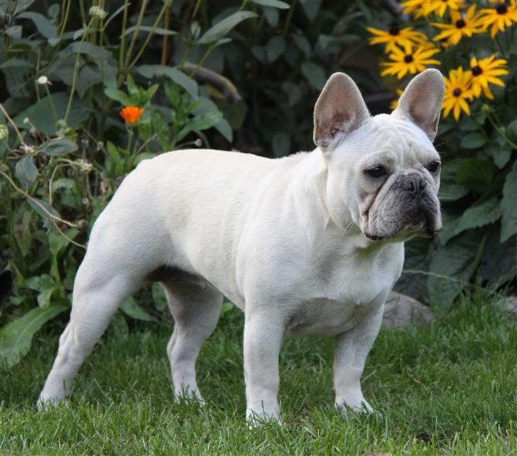 Fransk bulldog Dixie Baby DVDB billede 19