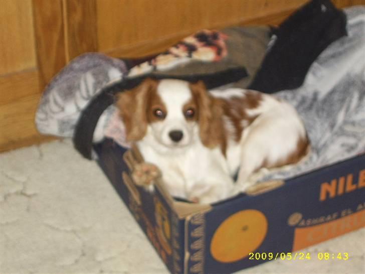Cavalier king charles spaniel Fifi´s Prins sofus - den dag jeg kom til min nye familie... næsten 6 mdr gammel billede 1