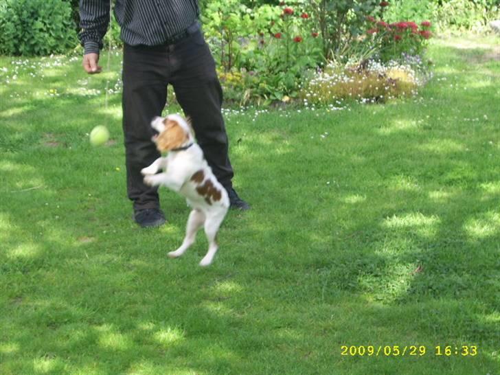 Cavalier king charles spaniel Fifi´s Prins sofus - bold &snor er sagen, min menneske far er god til at lege med mig billede 2