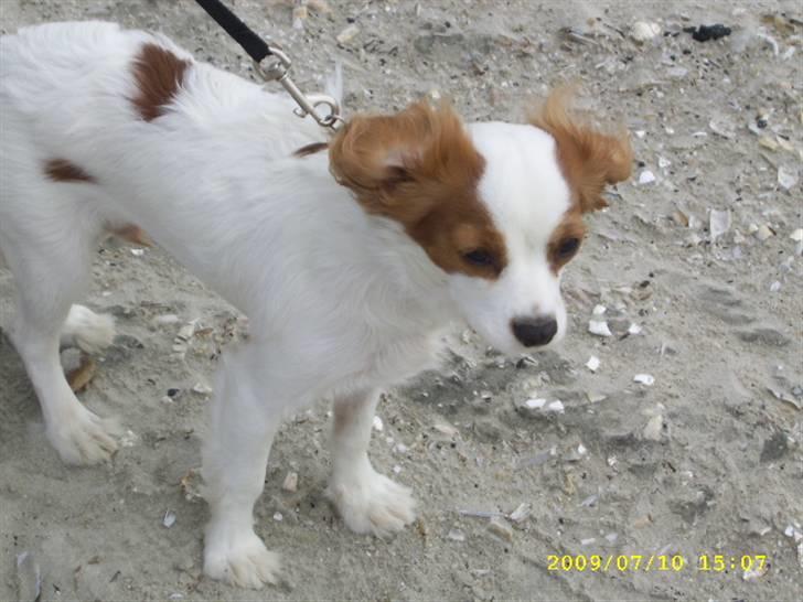 Cavalier king charles spaniel Fifi´s Prins sofus - sommerferie på fanø... vind i mine øre billede 3