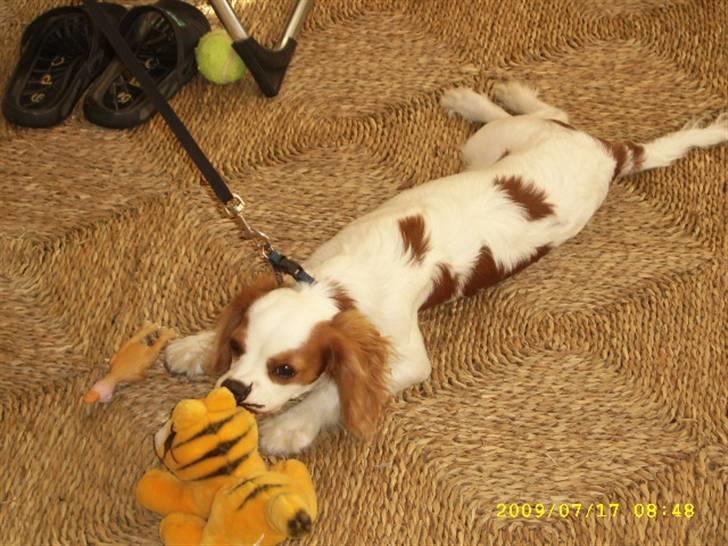 Cavalier king charles spaniel Fifi´s Prins sofus - hygge i campingsvognen... med min garfield billede 4