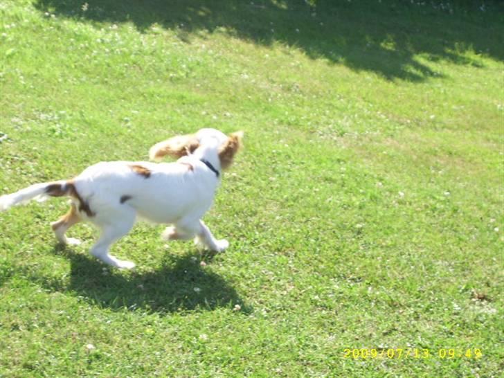 Cavalier king charles spaniel Fifi´s Prins sofus - juhu... jeg er friiiiiiiii billede 5