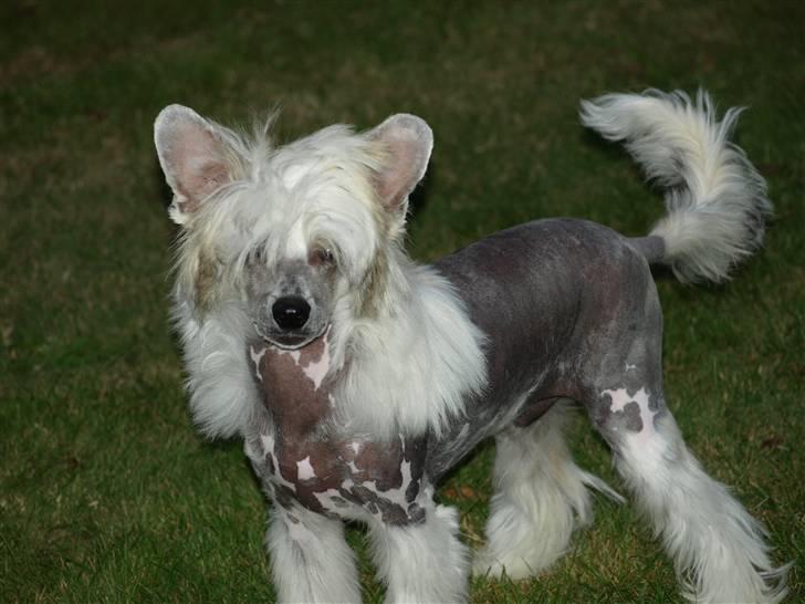 Chinese crested hårløs Dee-Dee - men jeg er da blevet meget flot er jeg ikke, jeg er 5 ½ mdr. vejer 5 kg og er 29 cm billede 13