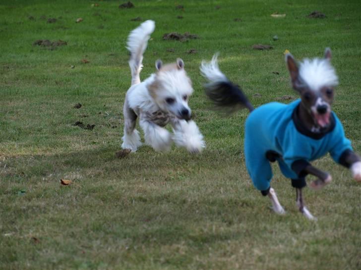 Chinese crested hårløs Dee-Dee - jeg kan bare ikke fange den storebror  "endnu" billede 14