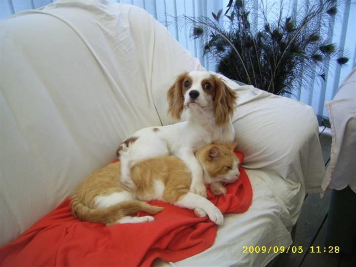 Cavalier king charles spaniel Fifi´s Prins sofus - jeg har nedlagt pjevs... min storebror kat billede 6