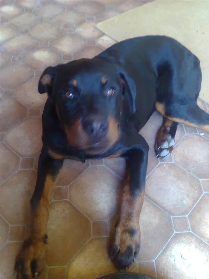 Rottweiler Max billede 7