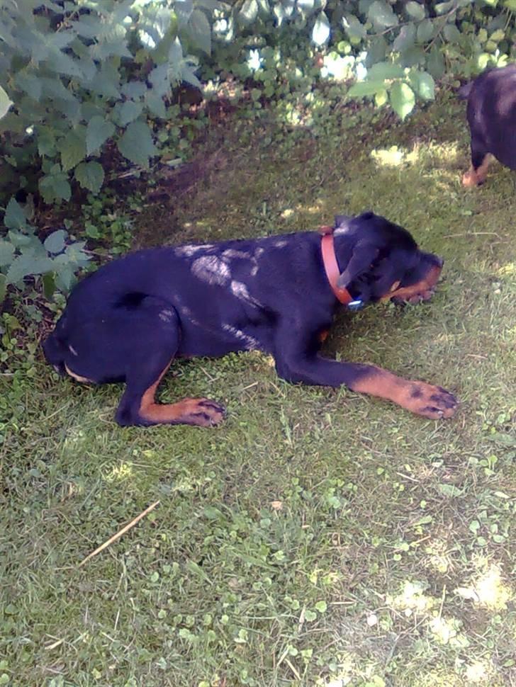 Rottweiler Max billede 8