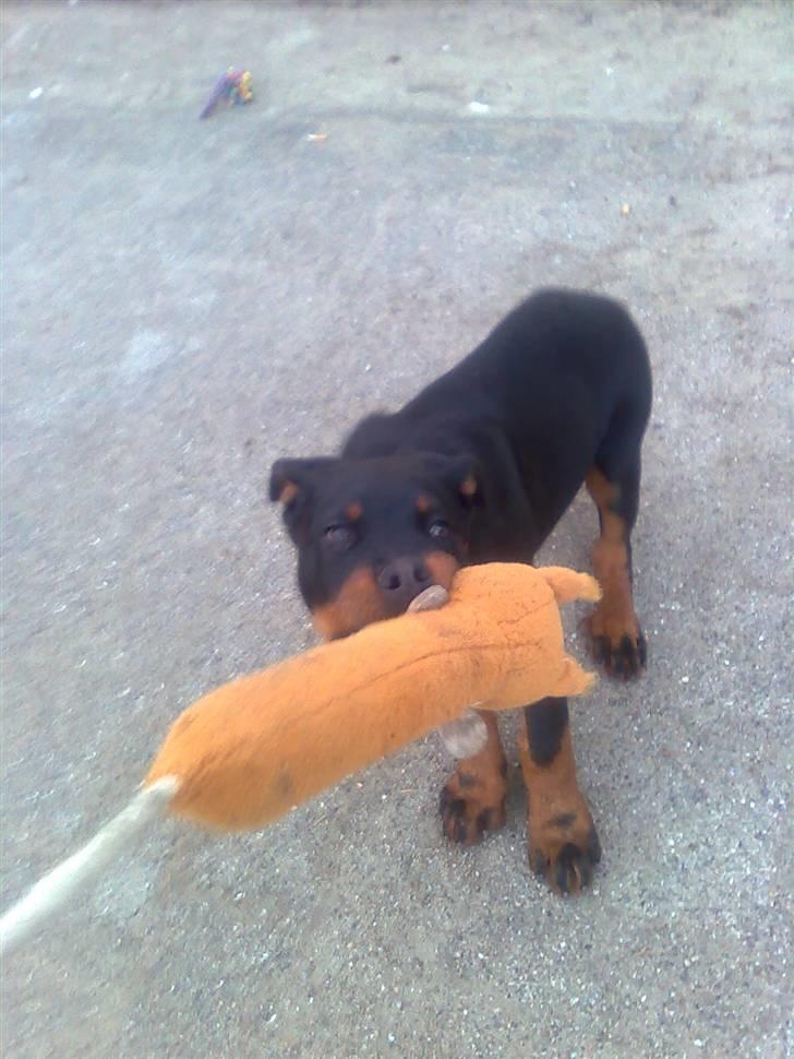 Rottweiler Max - mit egern billede 9