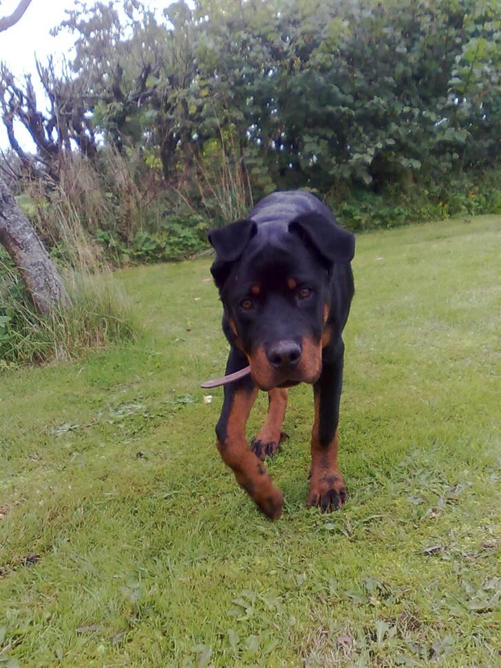 Rottweiler Max - lister afsted billede 10