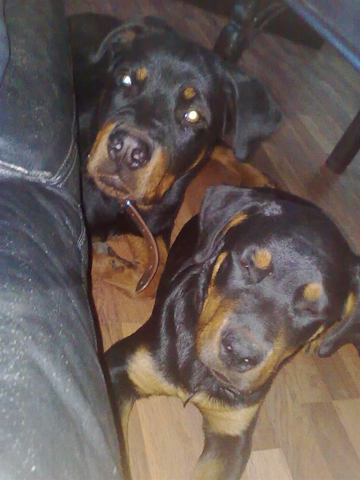 Rottweiler Max - vi er lige her  billede 11