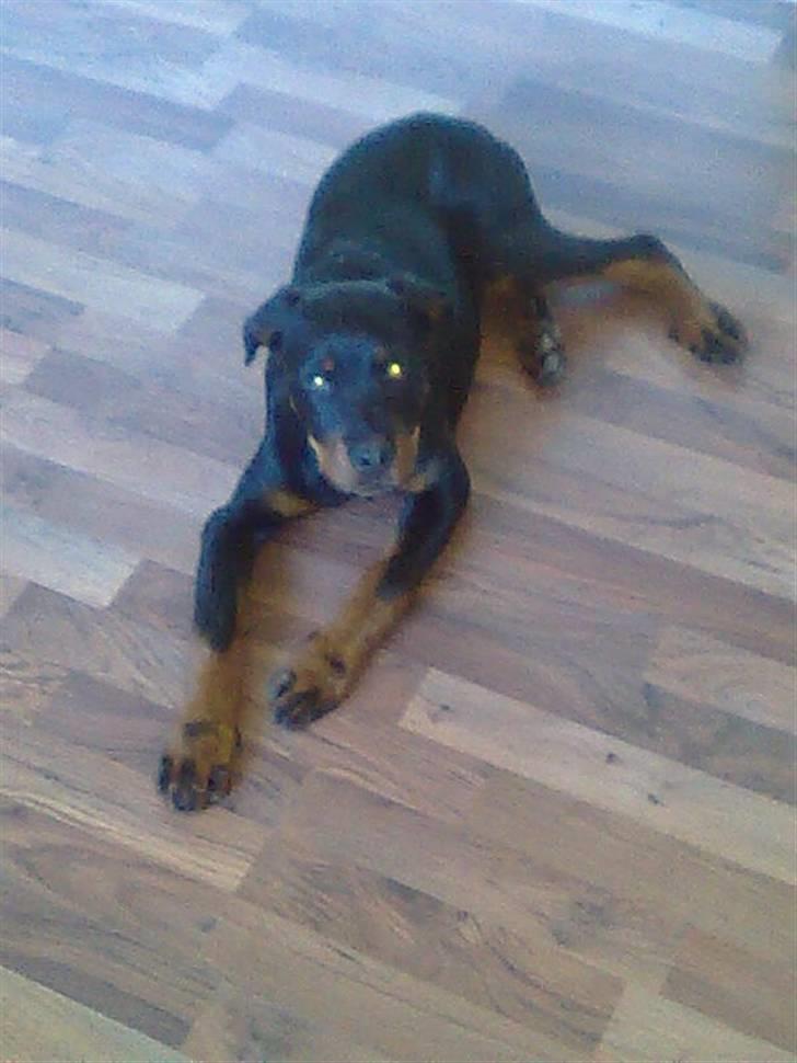 Rottweiler Max billede 12