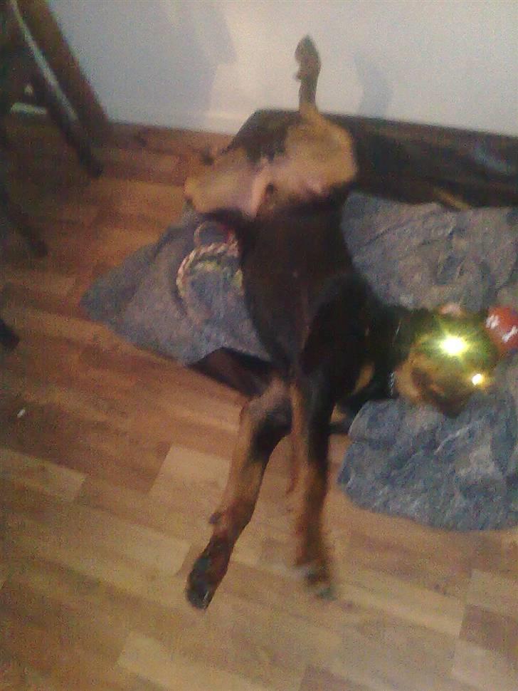 Rottweiler Max - ja klø mig lige der billede 13