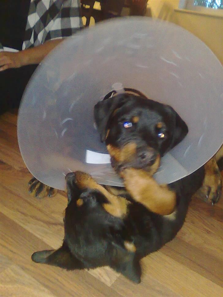 Rottweiler Max - skal ikke drille mig med skærmen billede 14