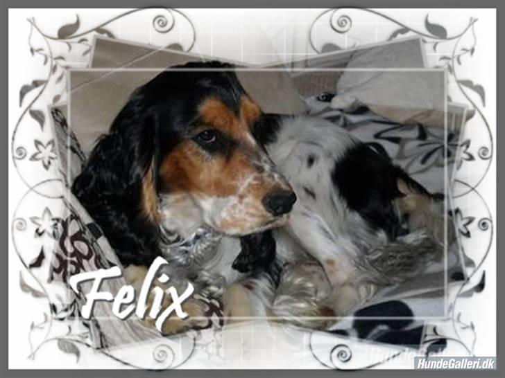 Cocker spaniel Felix billede 15