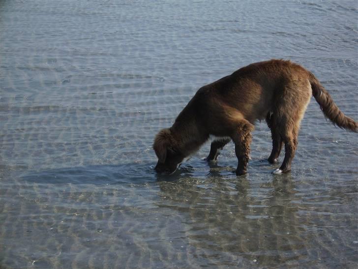 Blanding af racer Baloo - Baloo`s første tur på stranden. Billedet er taget af min far ;) billede 1