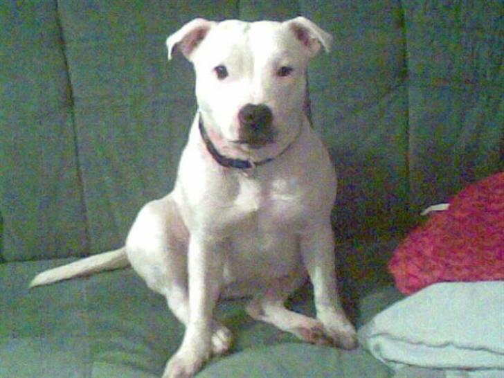 Staffordshire bull terrier ruth billede 1