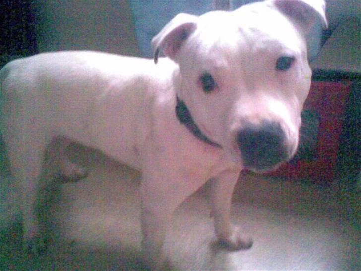 Staffordshire bull terrier ruth billede 2