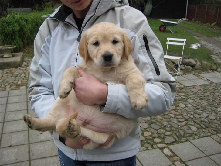 Golden retriever Baliye - første gang vi var nede og ligge på Baliye! (; billede 10