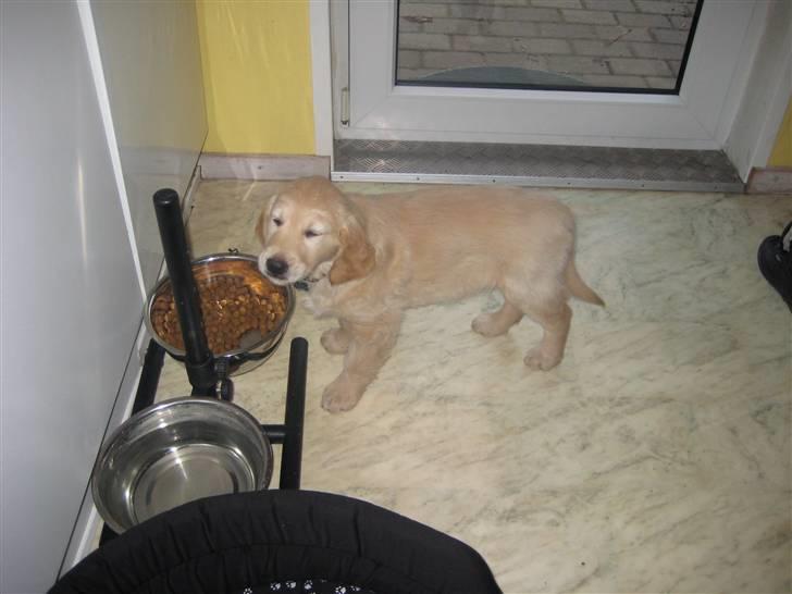 Golden retriever Baliye - Nårhh<33 billede 11