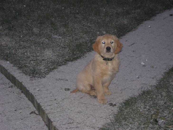 Golden retriever Baliye - HAn syntes det er dejligt når det sner.. billede 12