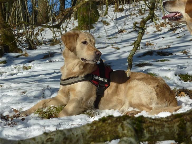 Golden retriever Melba - dejlig med sne billede 13