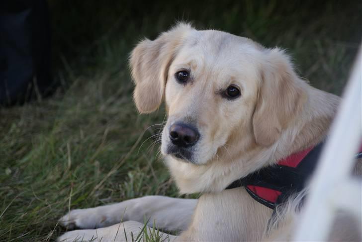 Golden retriever Melba - Se lige mine dejlige hundeøjne :-) billede 14