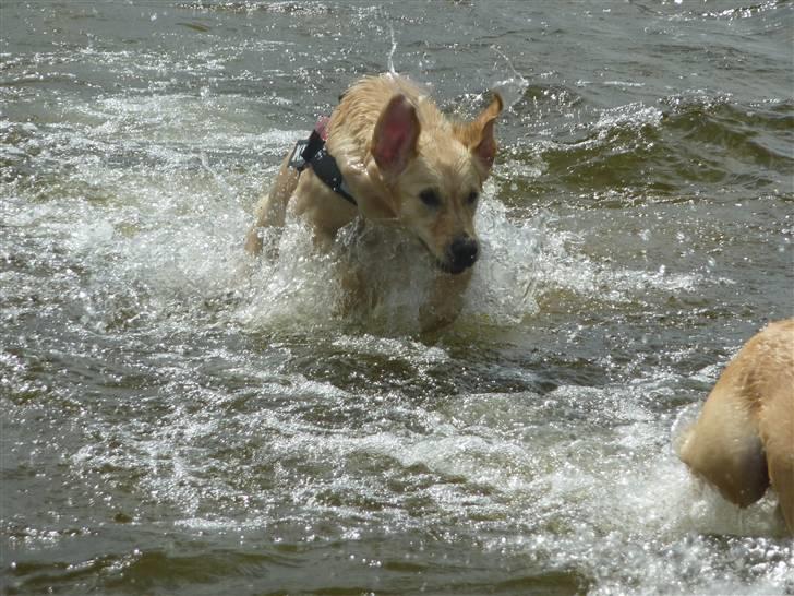 Golden retriever Melba - Jubii elsker vand  billede 15