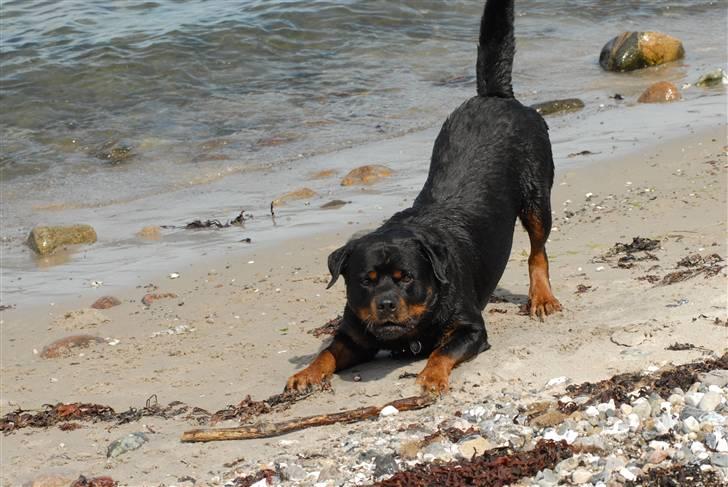Rottweiler  . Gizmo Vom Dornenhof billede 18