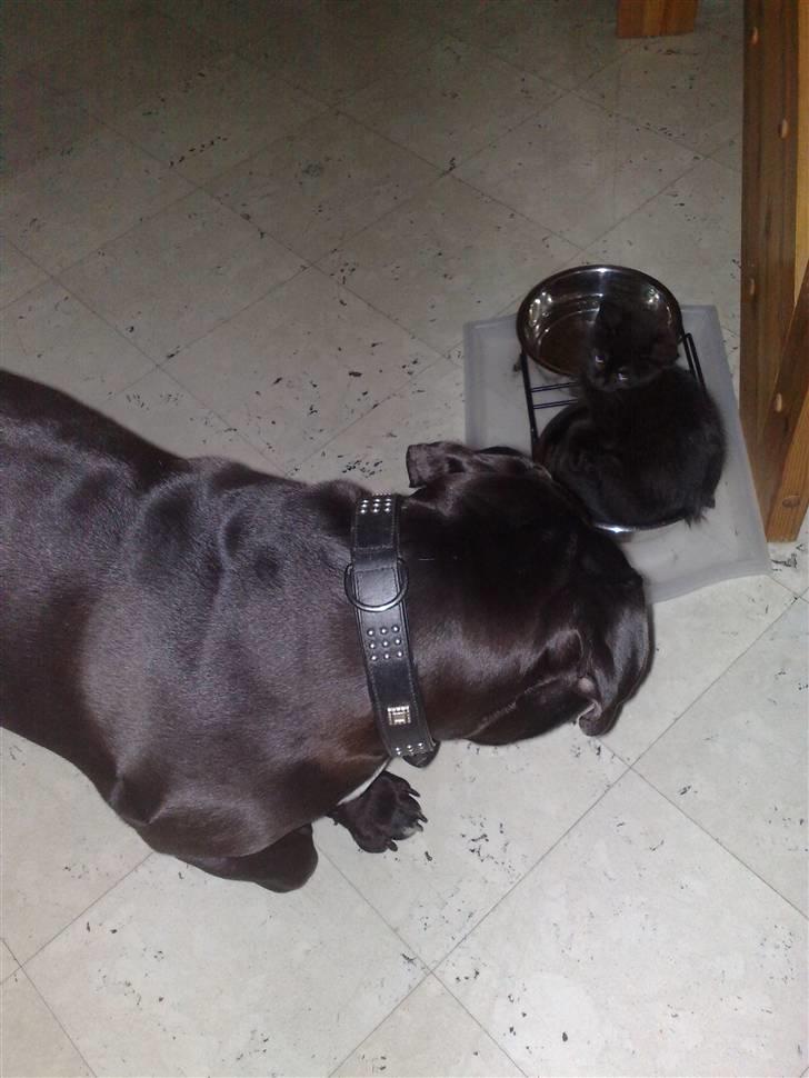 Olde victorian bulldogge Virup´s Gates (aka Bøf) - Umm, ny mad. Så fåes den ikke friskere billede 19