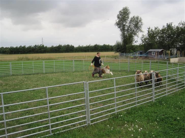 Collie langhåret Lassies American Fellow (Himmelhund) - Fellow på får :-) billede 8
